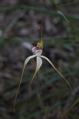Caladenia longicauda borealis