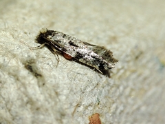 Nemapogon nevadella
