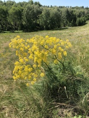 Ferula songarica
