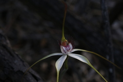 Caladenia longicauda borealis