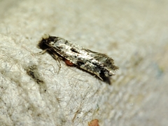 Nemapogon nevadella
