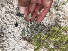 Artemisia potentilloides