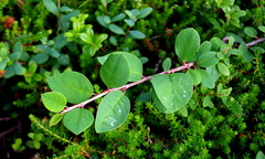 Cotoneaster cinnabarinus