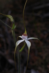 Caladenia longicauda borealis