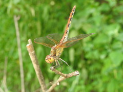 Sympetrum striolatum imitoides
