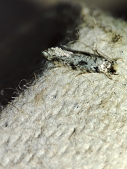 Nemapogon nevadella