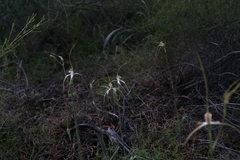 Caladenia longicauda borealis