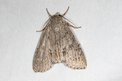 Acronicta americana