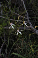 Caladenia longicauda borealis