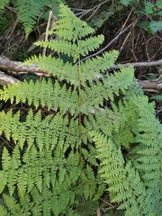 Dennstaedtia davallioides