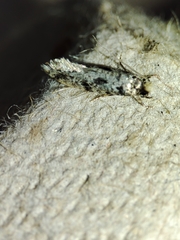 Nemapogon nevadella