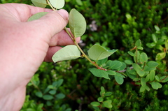 Cotoneaster cinnabarinus