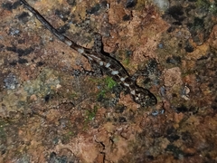 Cnemaspis affinis