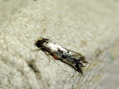 Nemapogon nevadella