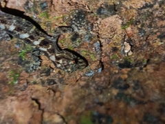 Cnemaspis affinis