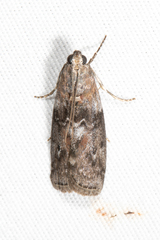 Sciota subcaesiella