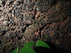 Cnemaspis affinis