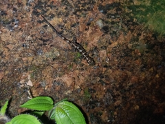 Cnemaspis affinis
