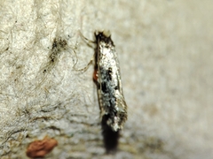 Nemapogon nevadella