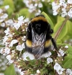 Bombus lucorum