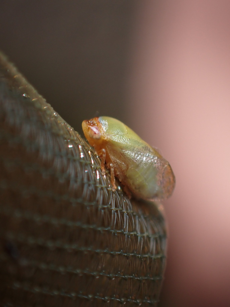 Hindola viridicans (Hindola viridicans)