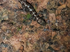Cnemaspis affinis
