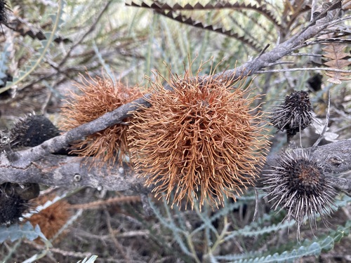 Image of Banksia candolleana by (c) Thomas Mesaglio, some rights reserved (CC BY)