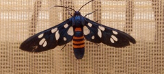 Amata mogadorensis