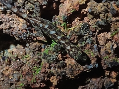 Cnemaspis affinis