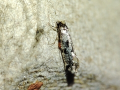 Nemapogon nevadella