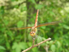 Sympetrum striolatum imitoides