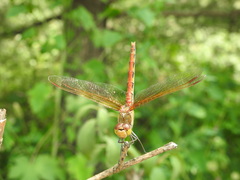 Sympetrum striolatum imitoides