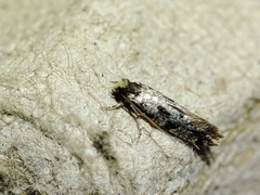 Nemapogon nevadella