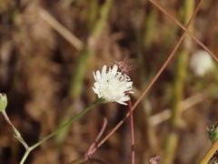 Pycnocomon rutifolium