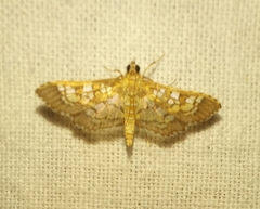 Lepidoptera