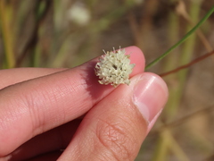Pycnocomon rutifolium