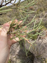 Hakea psilorrhyncha
