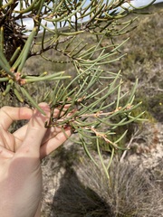 Hakea psilorrhyncha