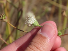 Pycnocomon rutifolium