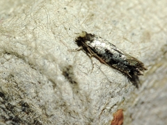 Nemapogon nevadella