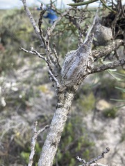 Hakea psilorrhyncha