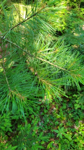 eastern white pine