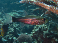 Cheilodipterus artus