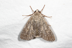 Acronicta americana