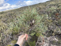 Hakea psilorrhyncha