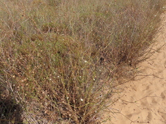 Pycnocomon rutifolium