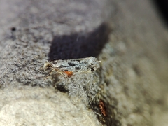 Nemapogon nevadella