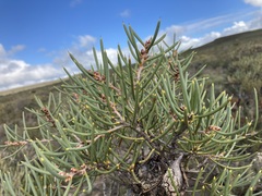 Hakea psilorrhyncha