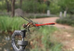 Sympetrum risi