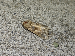 Spodoptera praefica